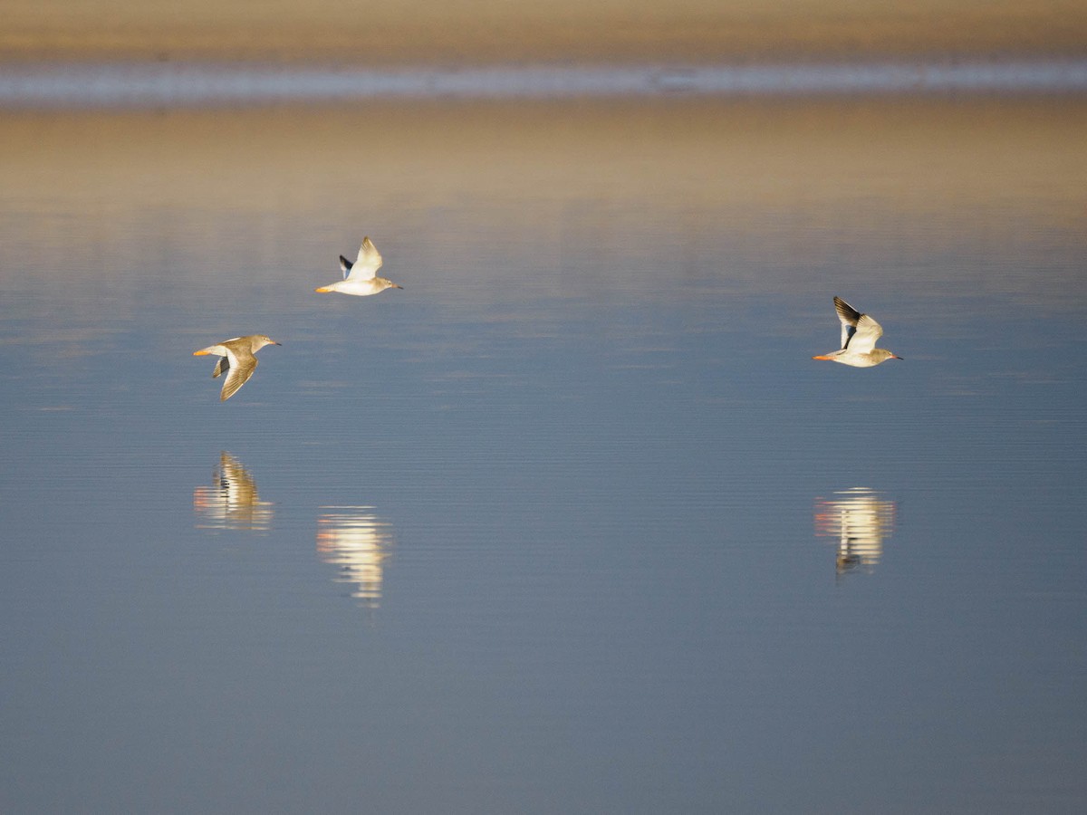Common Redshank - ML610935902