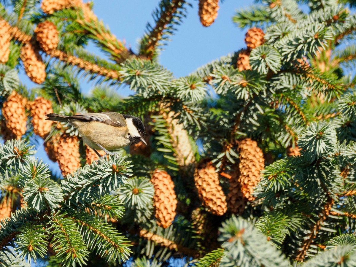 Coal Tit - ML610935908