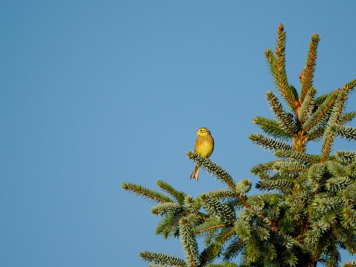 Yellowhammer - ML610935921