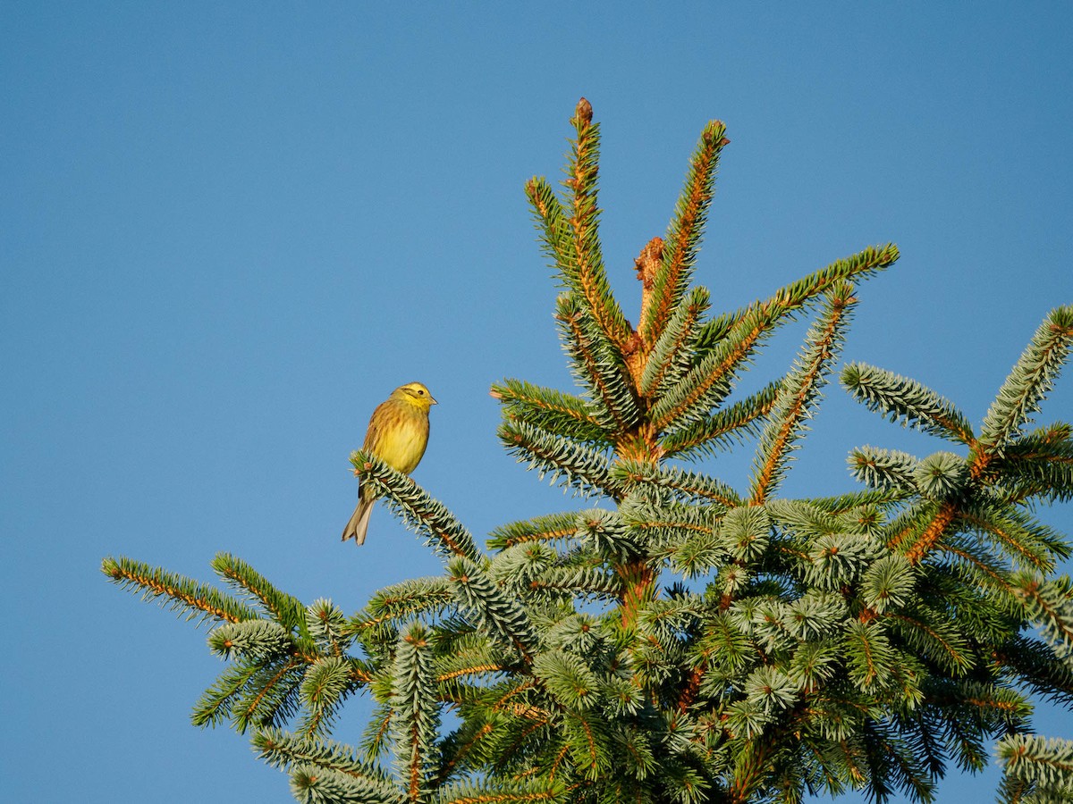 Yellowhammer - ML610935922