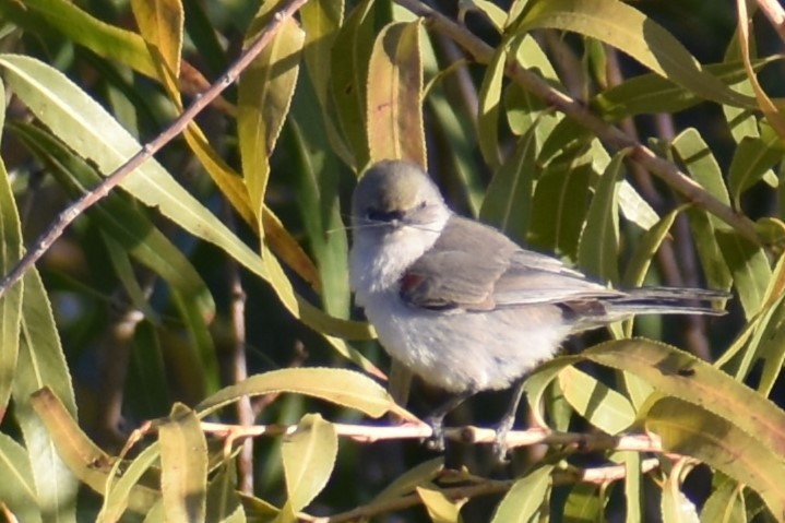 Pájaro Moscón Baloncito - ML610935934