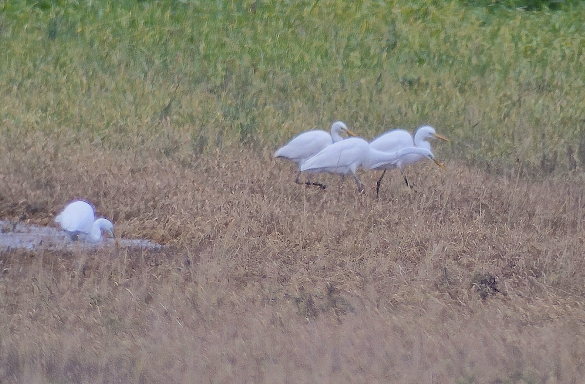 Great Egret - ML610935971
