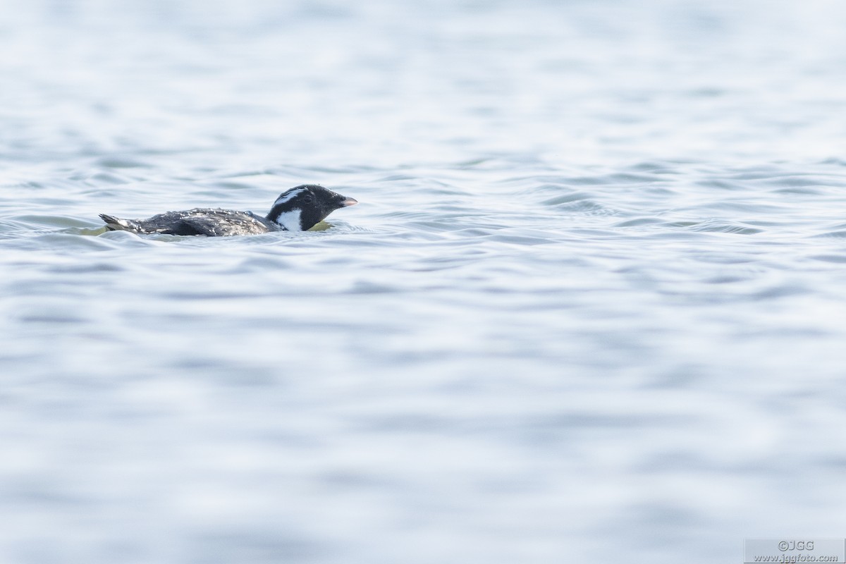 Ancient Murrelet - ML610936002