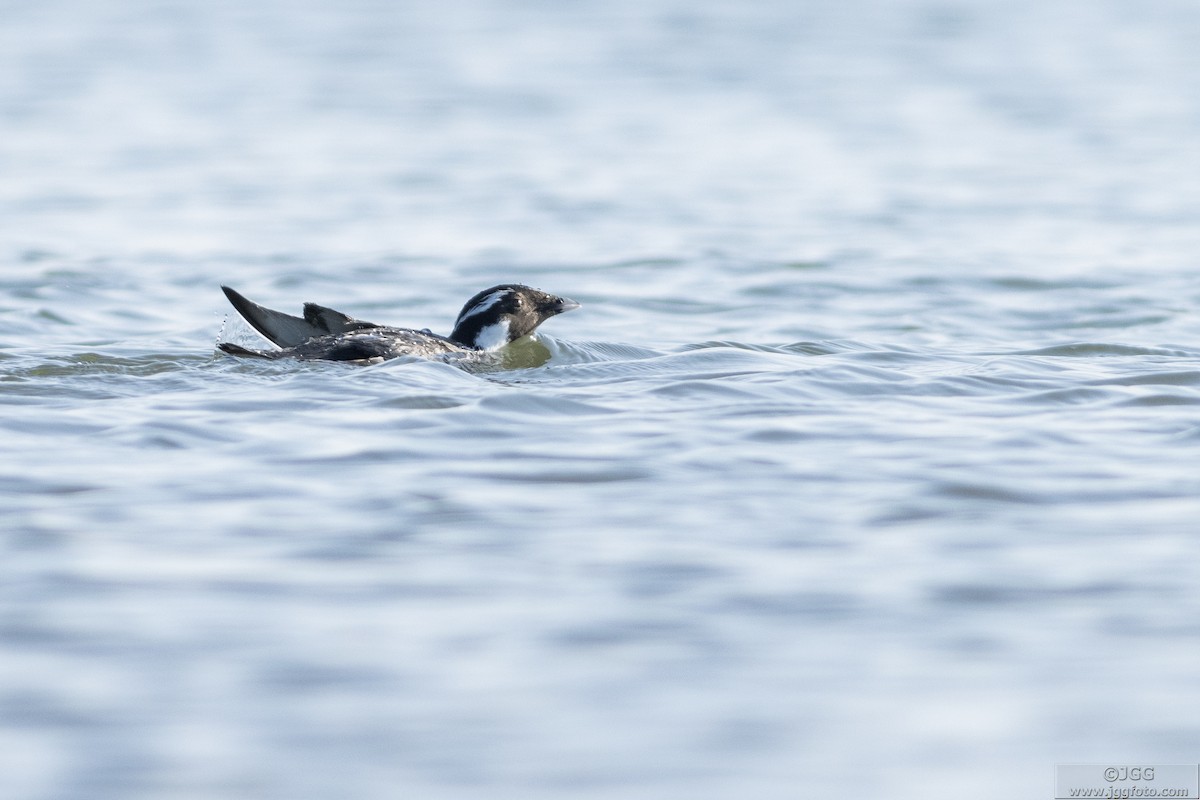 Ancient Murrelet - ML610936003