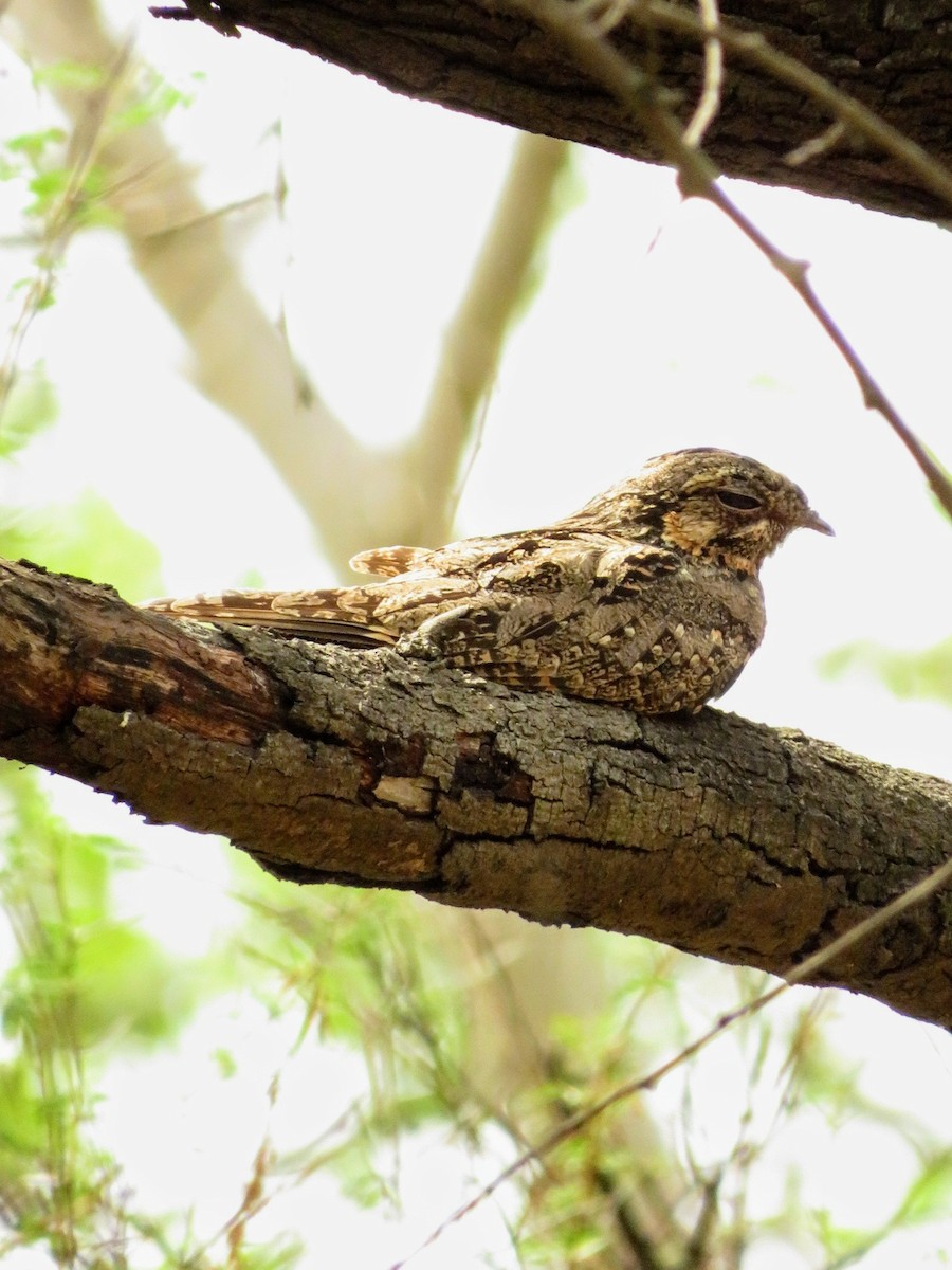 Jungle Nightjar - ML610936012