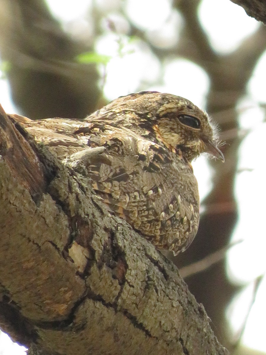 Jungle Nightjar - ML610936013