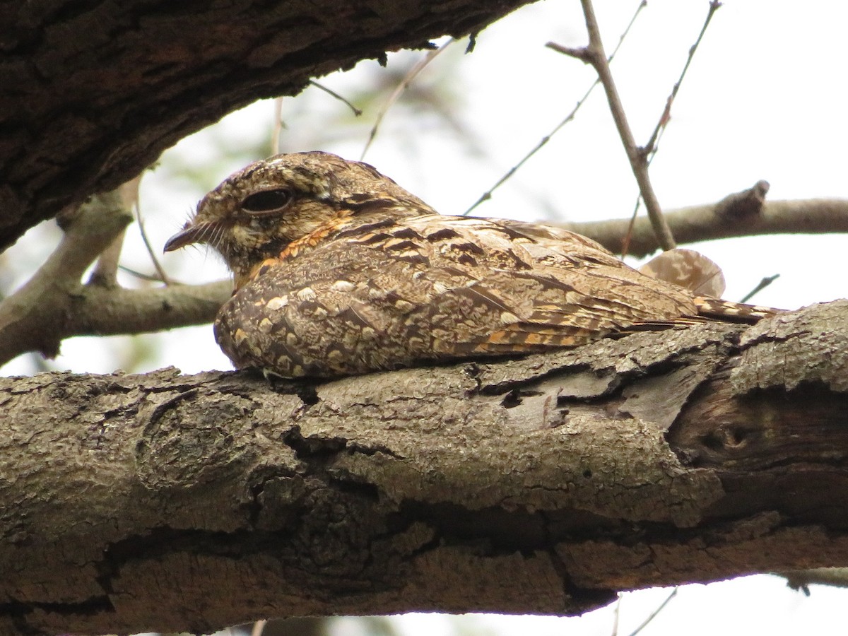 Jungle Nightjar - ML610936016