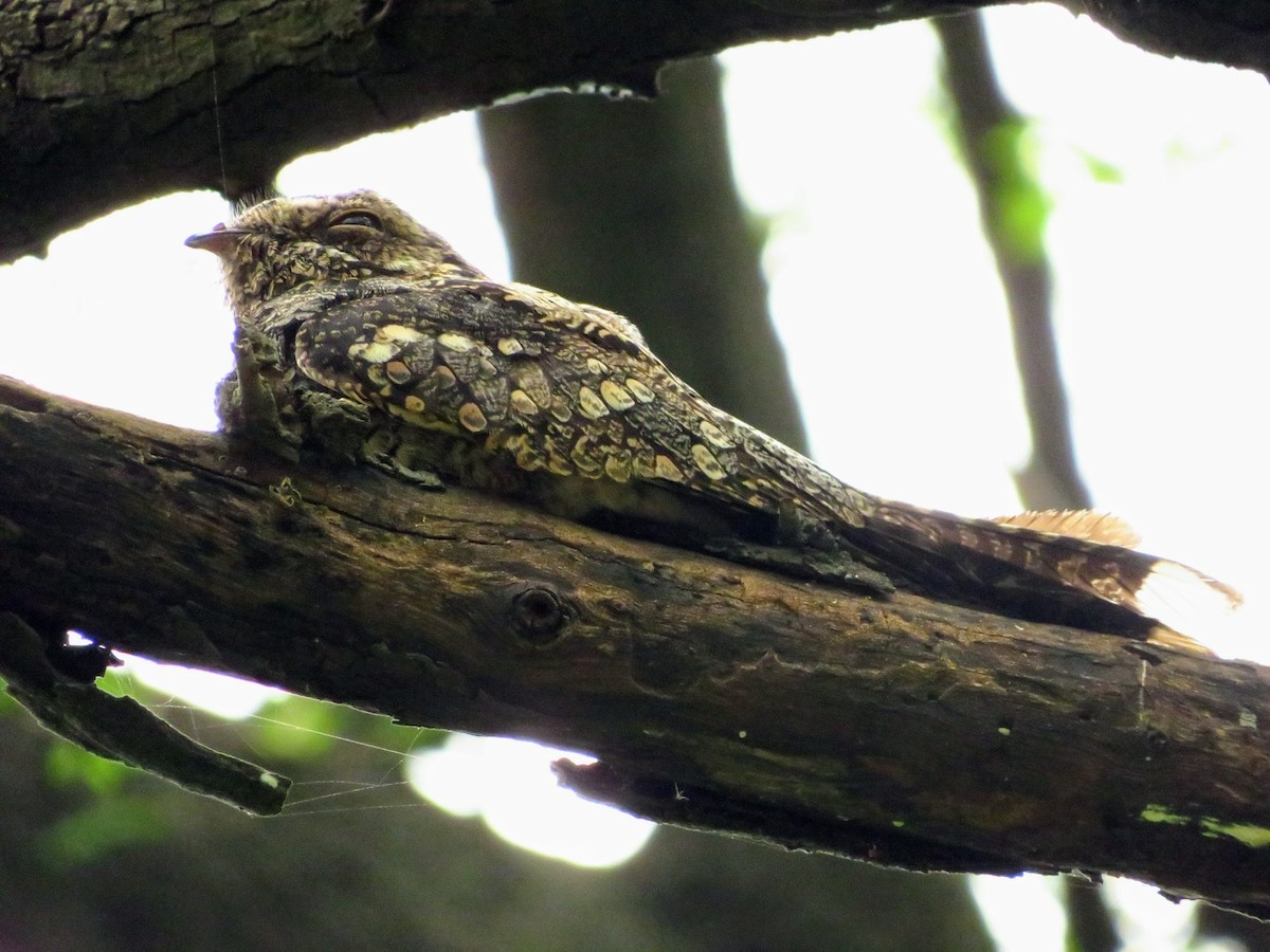 Jungle Nightjar - ML610936064