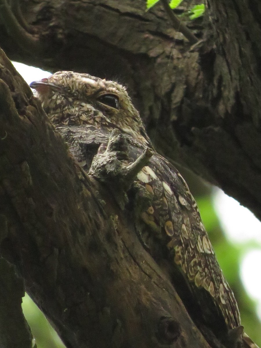 Jungle Nightjar - ML610936066