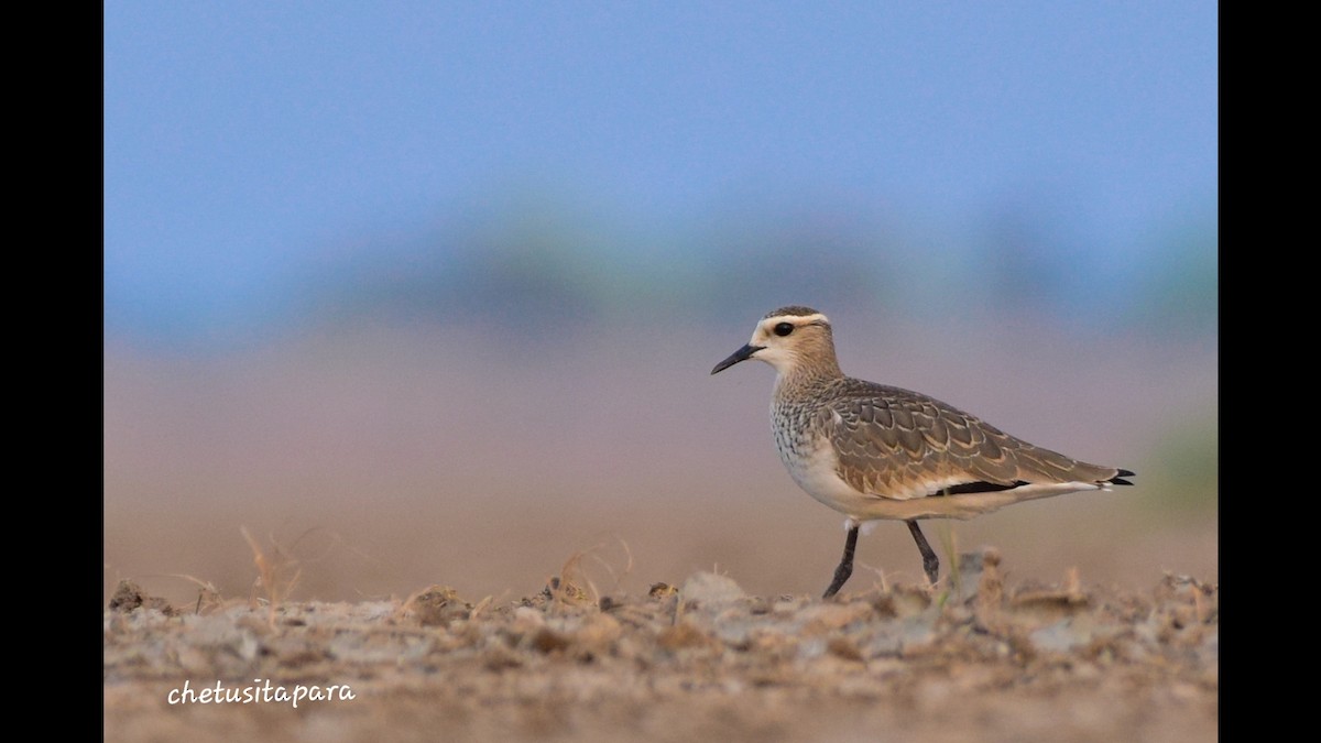 Sociable Lapwing - ML610936120