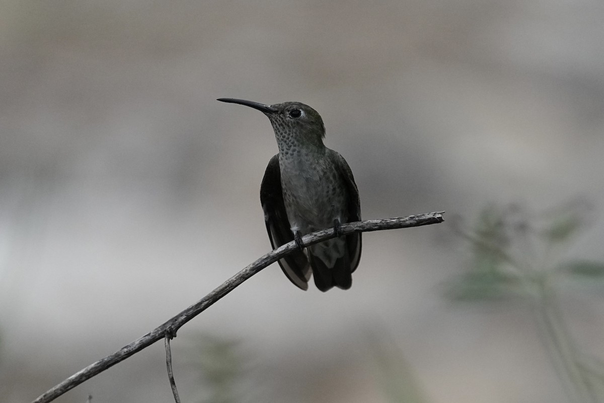 Colibrí de Taczanowski - ML610936130