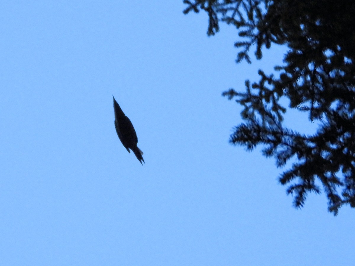 Gray-headed Woodpecker - ML610936180