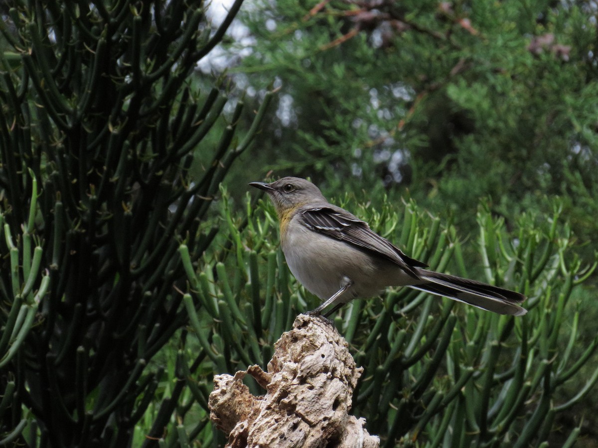 Tropical Mockingbird - ML610936192