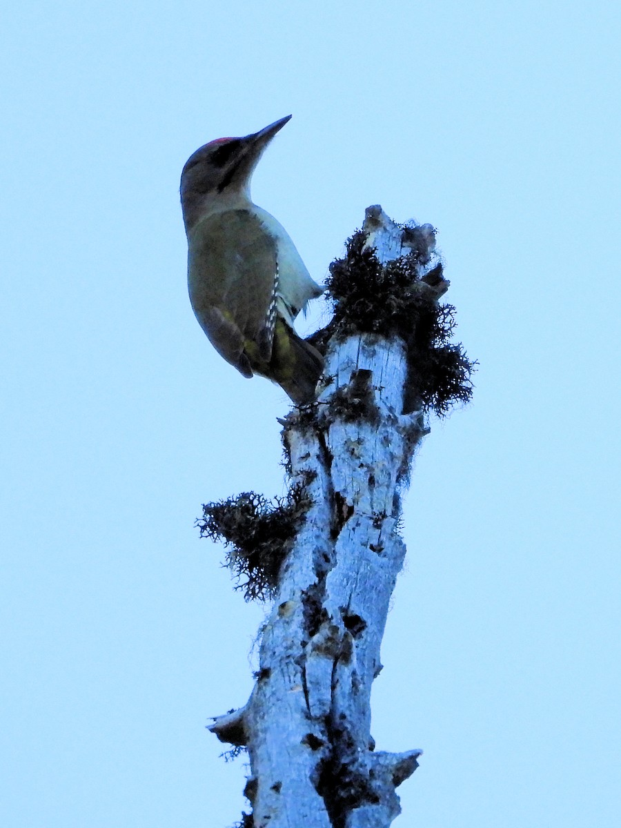Gray-headed Woodpecker - ML610936216