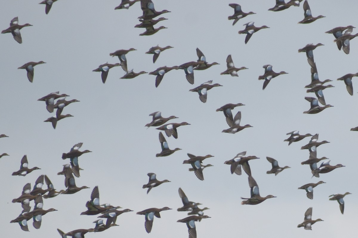 Blue-winged Teal - ML610936232