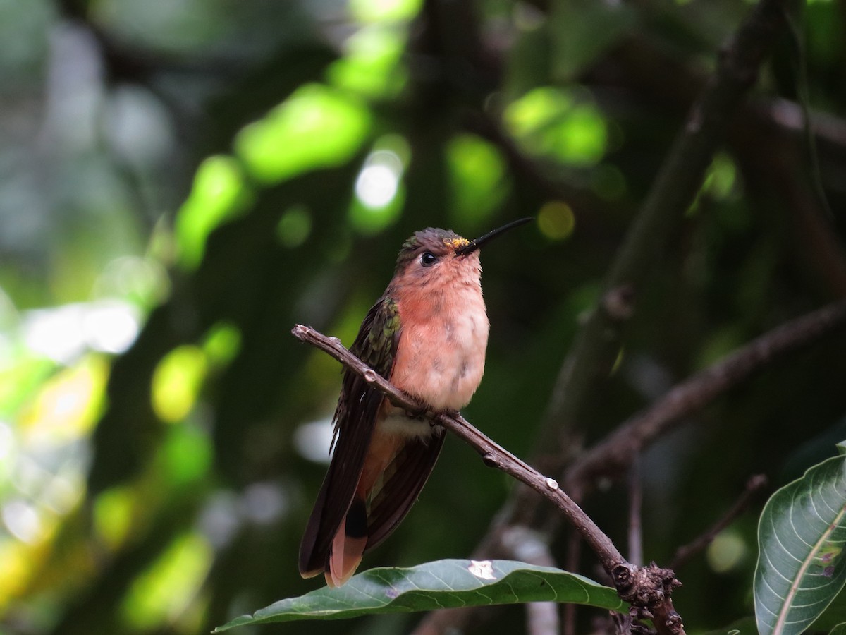 Rufous Sabrewing - Domingo  Juan Solis