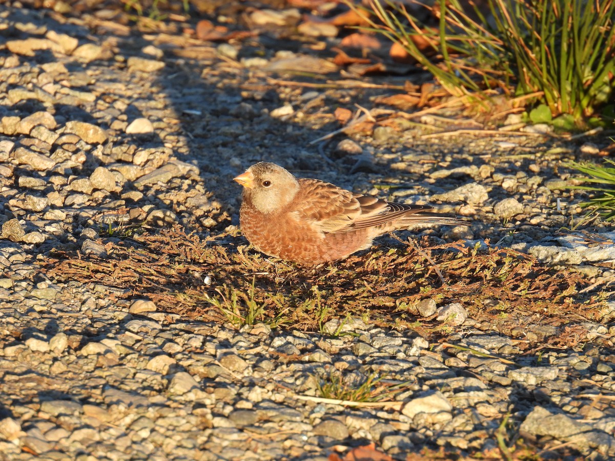 Gray-crowned Rosy-Finch - Jesse Kemp