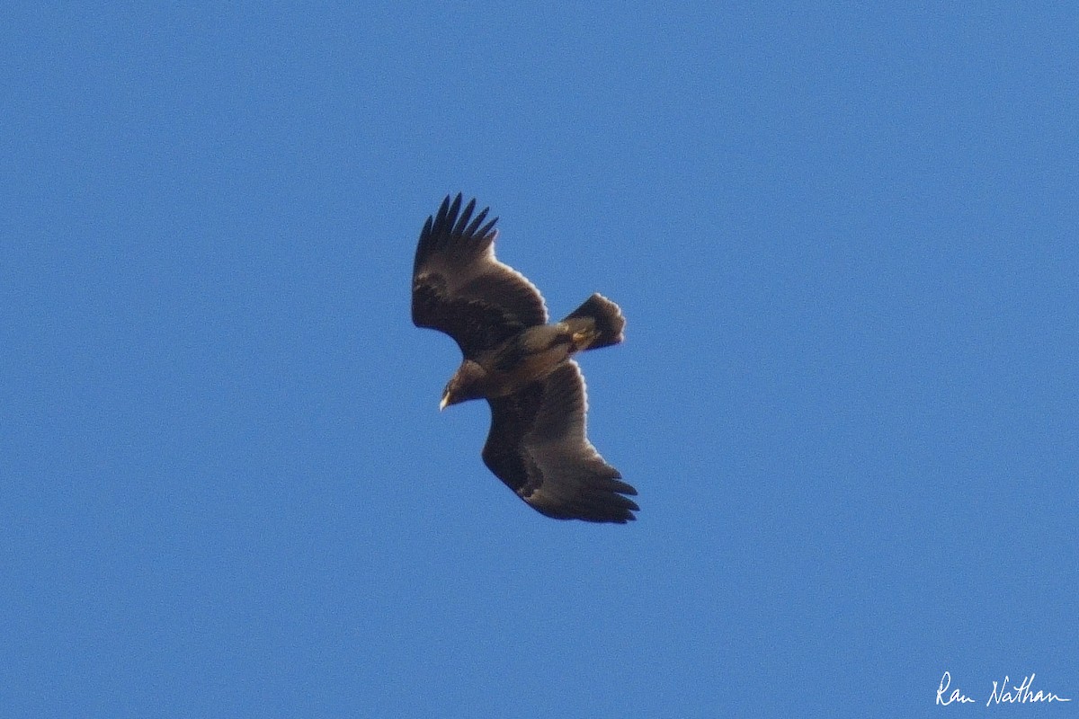 Greater Spotted Eagle - ML610936357