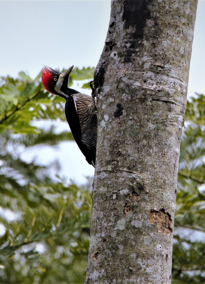 Crimson-crested Woodpecker - ML610936405