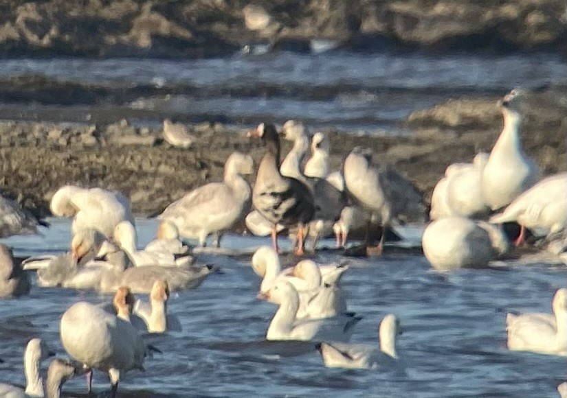 Greater White-fronted Goose - ML610936478