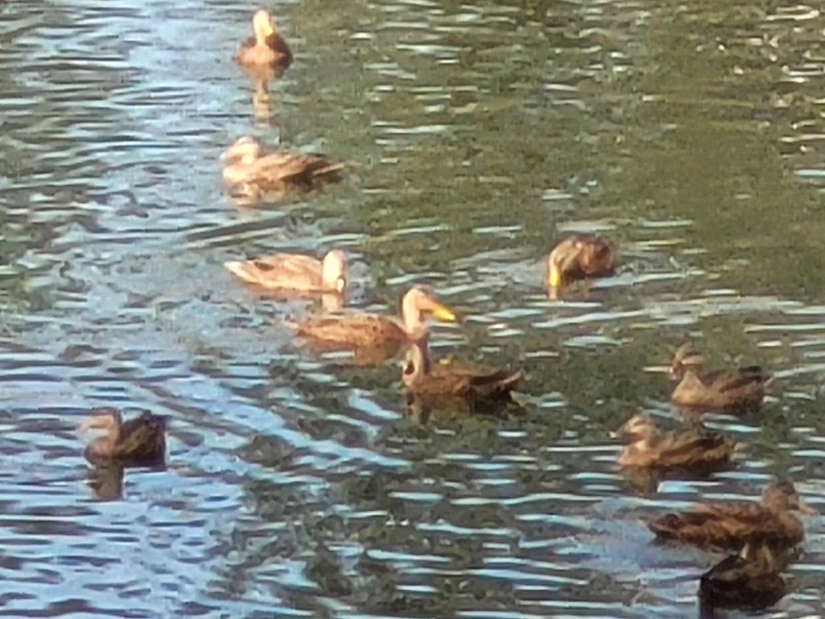 Mallard/Mottled Duck - ML610936545