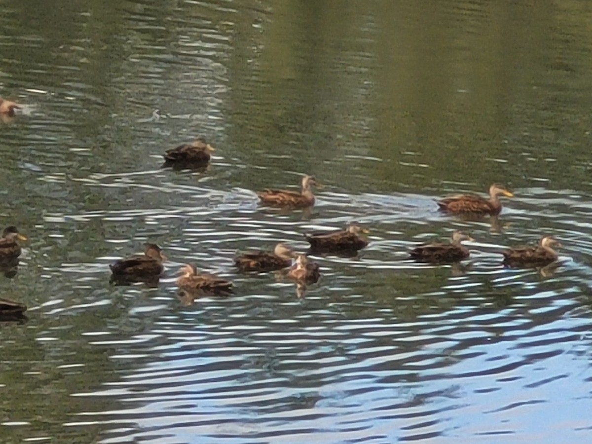 Mallard/Mottled Duck - ML610936546