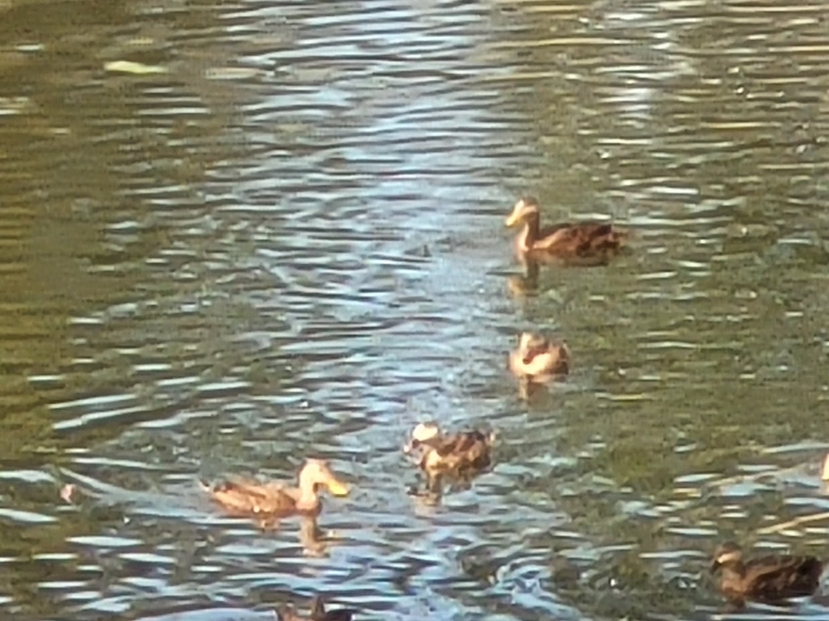 Mallard/Mottled Duck - ML610936547