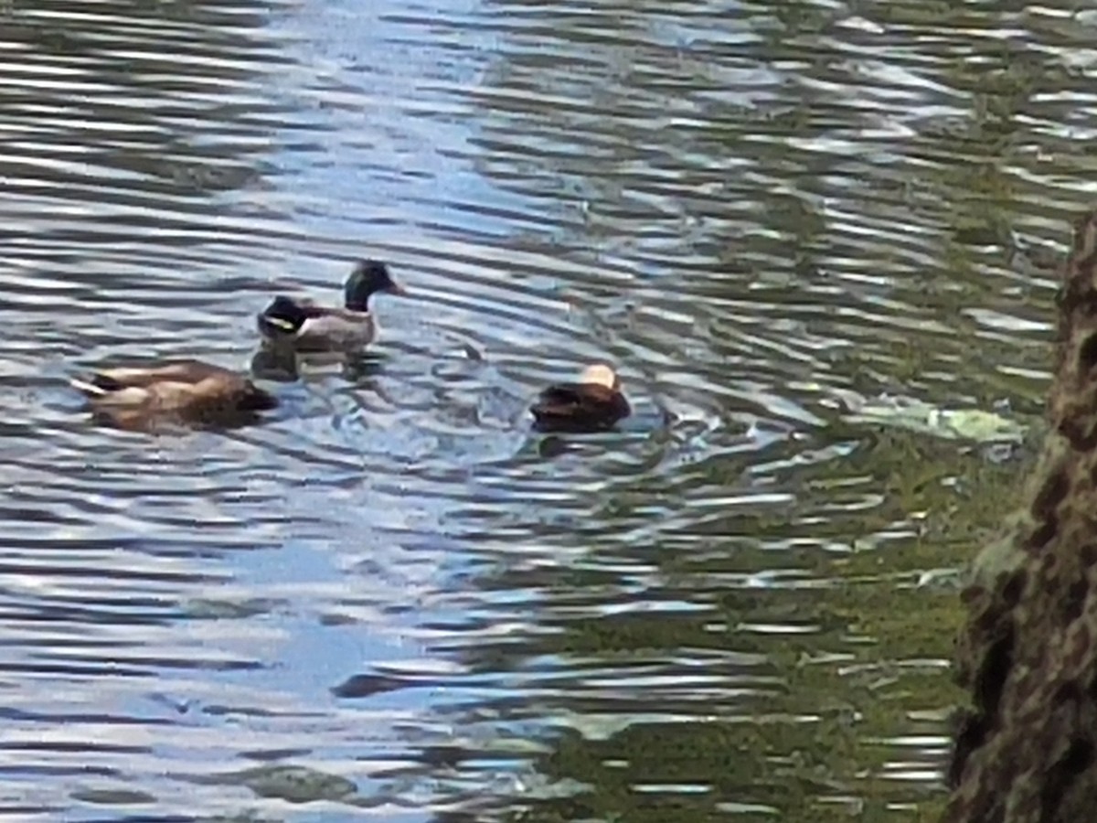 Mallard/Mottled Duck - ML610936548