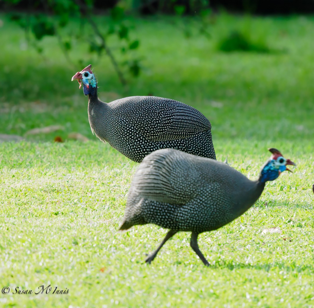 Helmeted Guineafowl - ML610936560