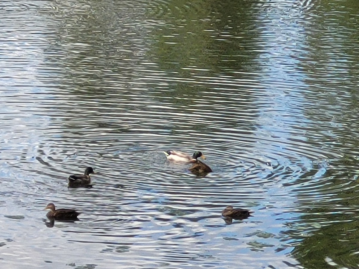 Mallard/Mottled Duck - ML610936572