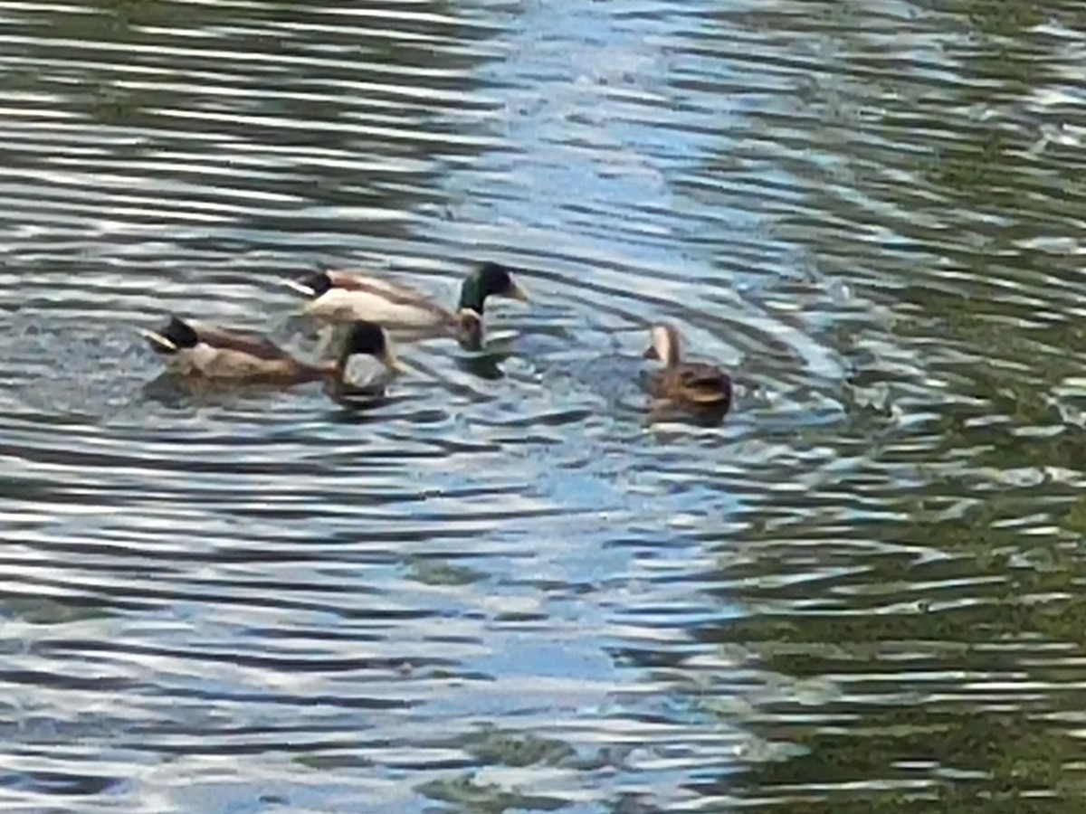 Mallard/Mottled Duck - ML610936573