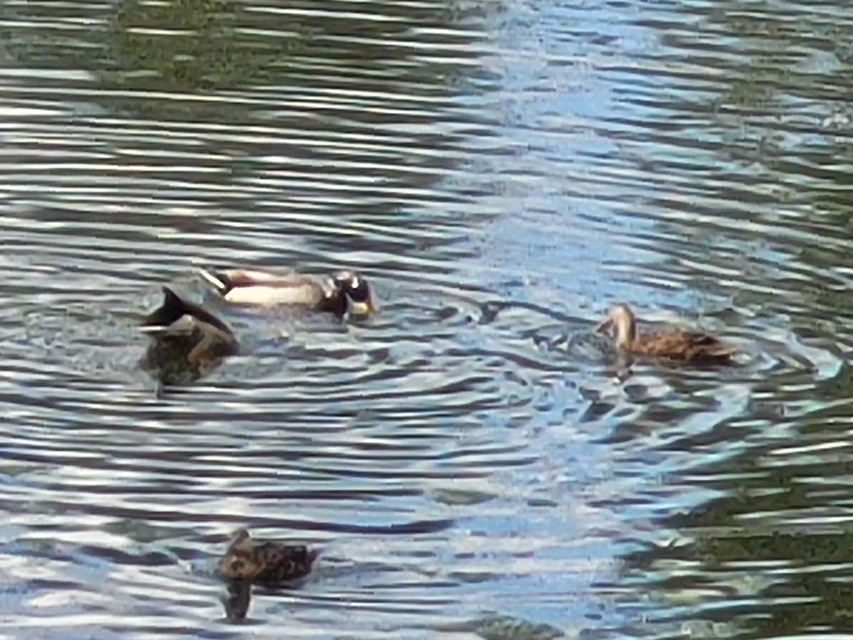 Mallard/Mottled Duck - ML610936574