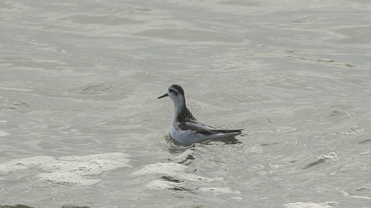 Red Phalarope - Francisco Pires