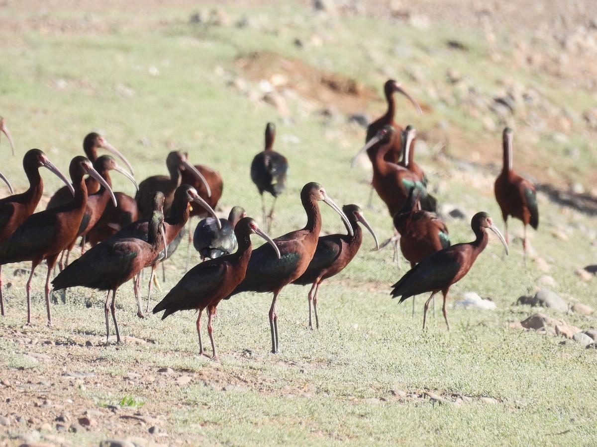 White-faced Ibis - ML610936843