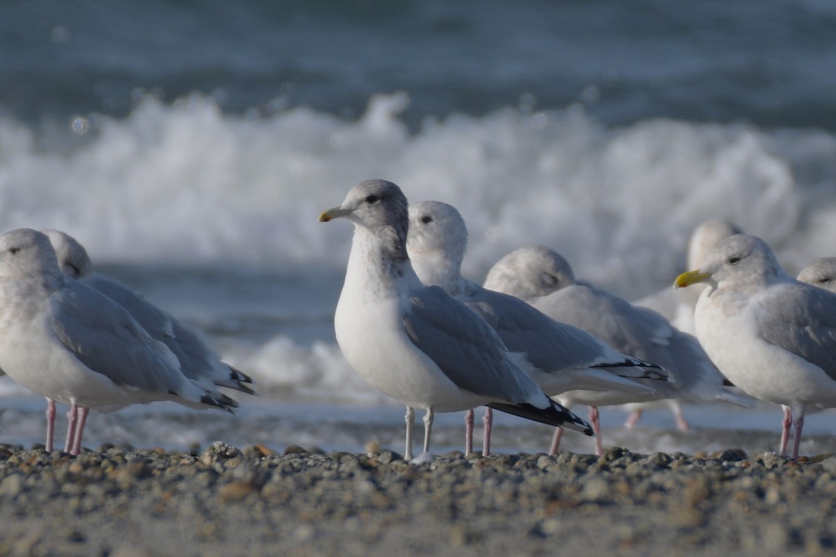 Gaviota Californiana - ML610936863