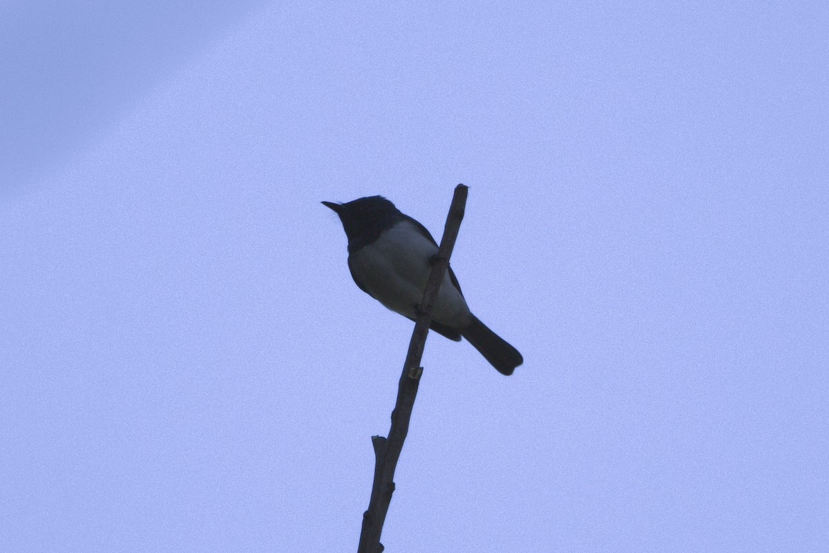 Leaden Flycatcher - ML610936903