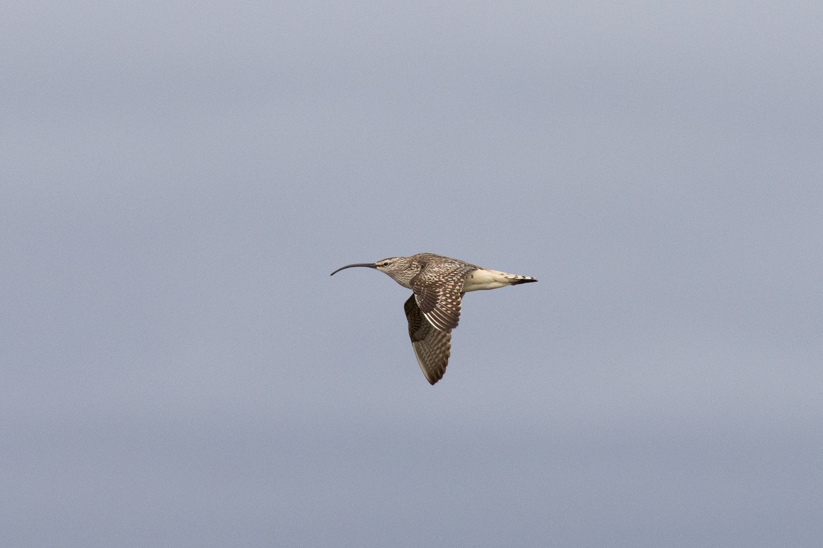 Bristle-thighed Curlew - Evan Buck