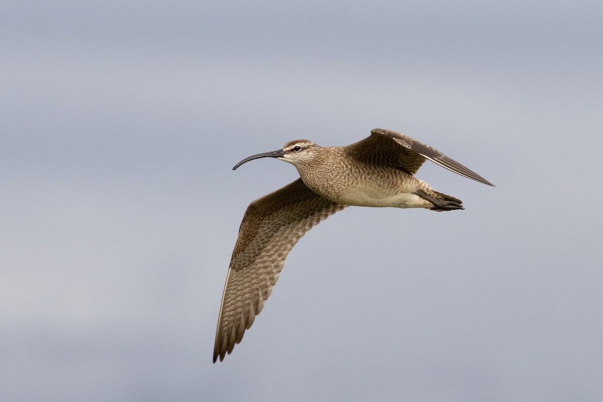 Whimbrel - Evan Buck