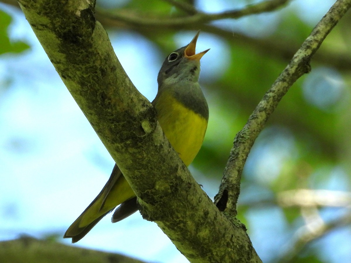 Connecticut Warbler - Ted Hogg