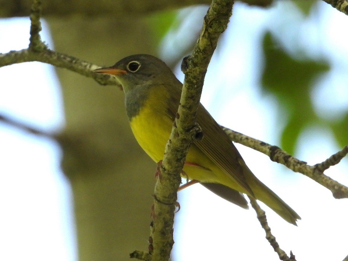 Connecticut Warbler - Ted Hogg
