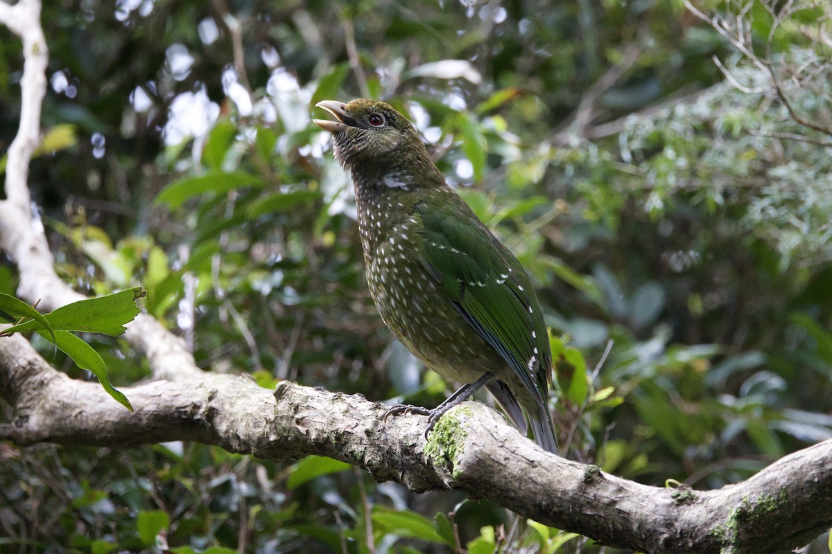 Green Catbird - Jake Mohlmann