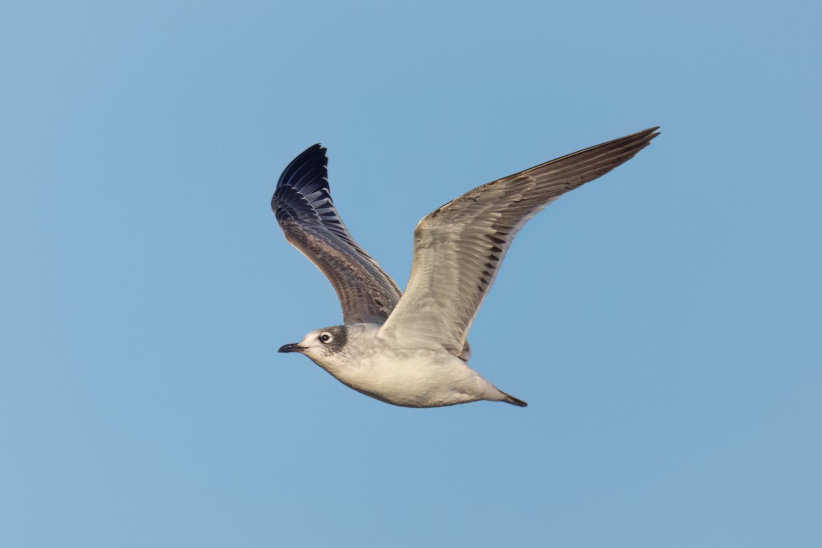 Franklin's Gull - Bob Hurst