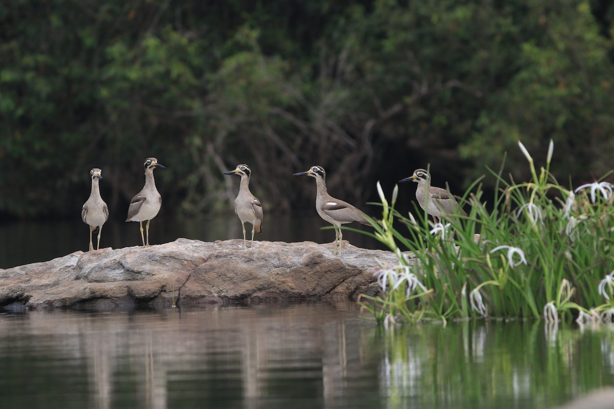 Great Thick-knee - ML610937199