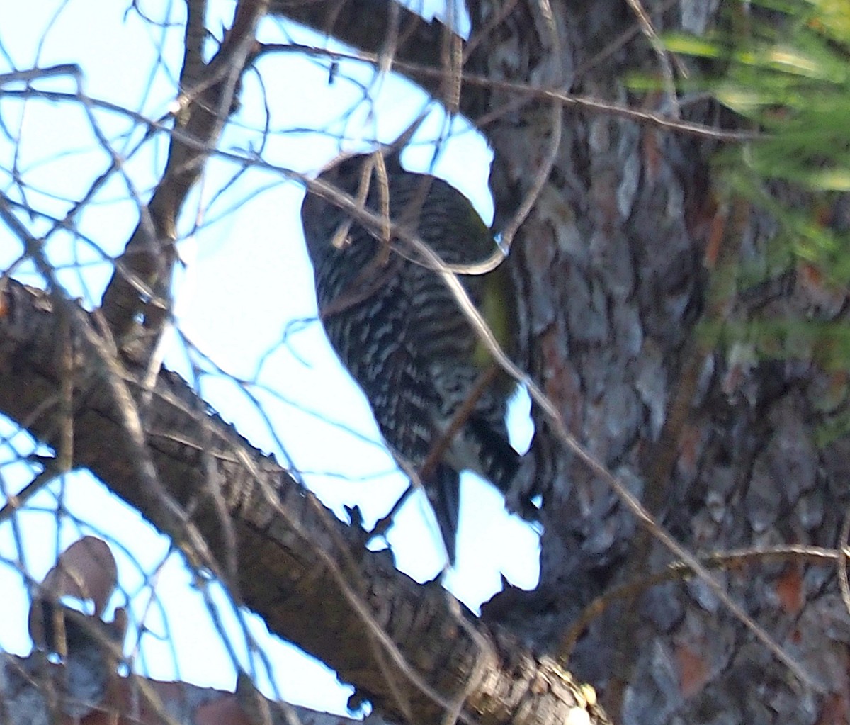 Williamson's Sapsucker - ML610937200