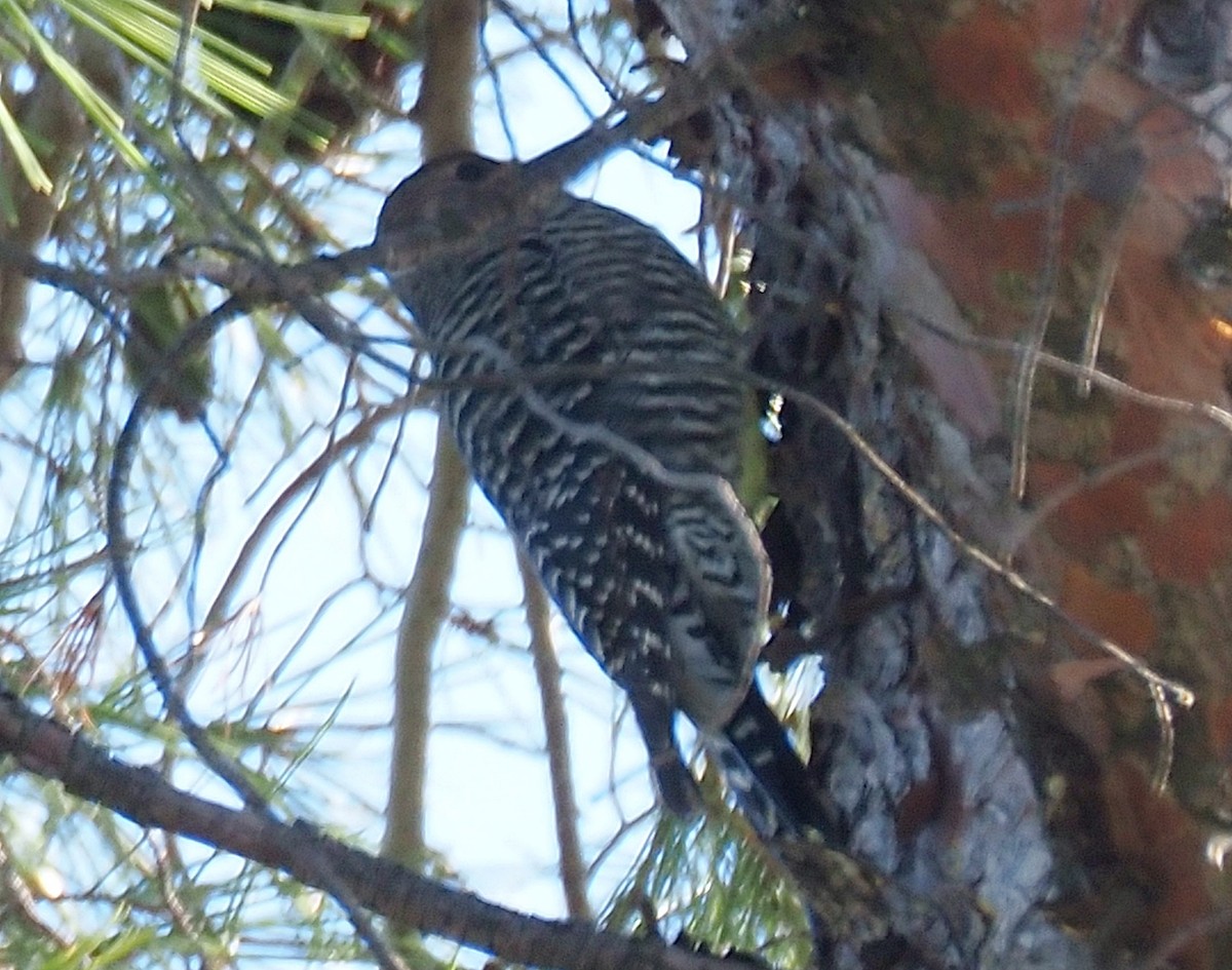 Williamson's Sapsucker - ML610937209