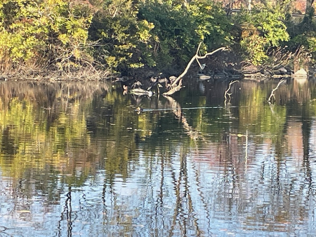 Double-crested Cormorant - ML610937253