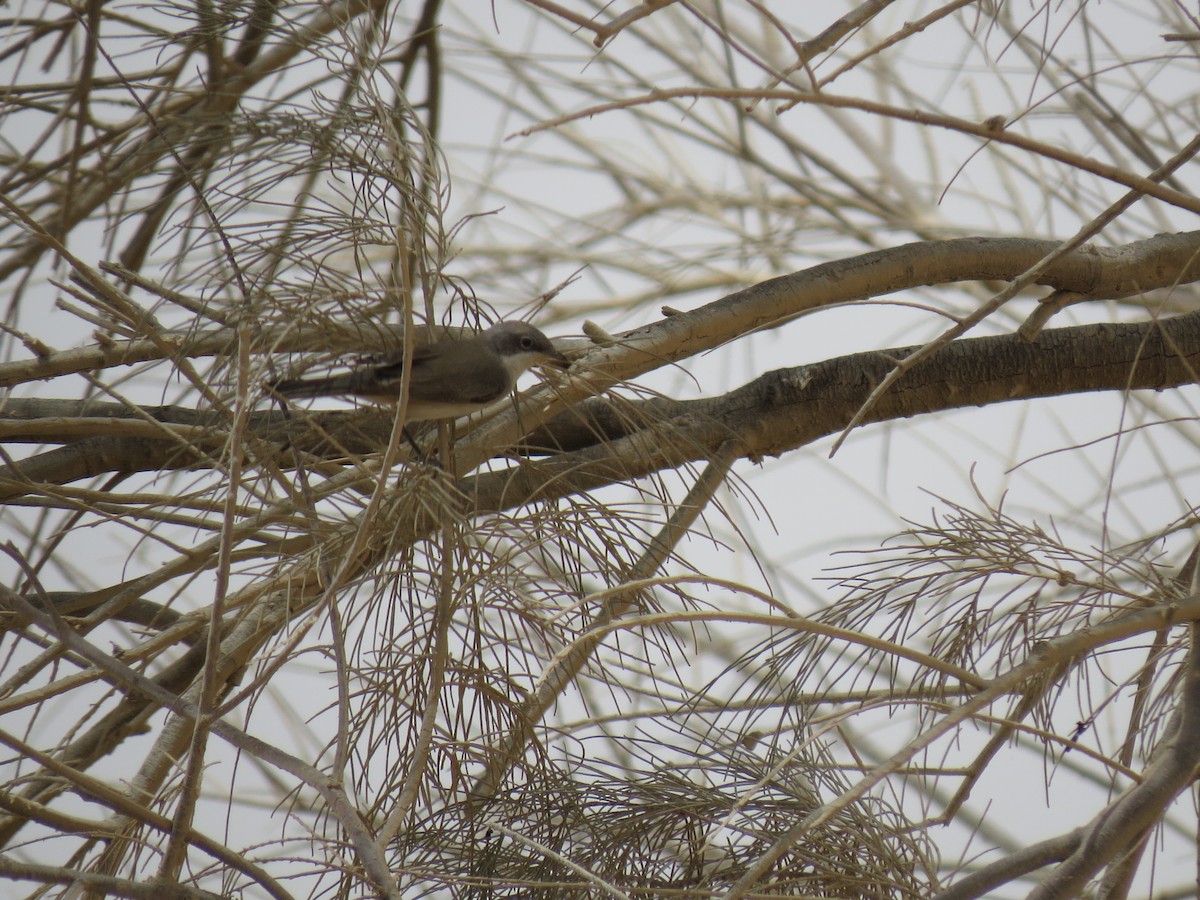 Lesser Whitethroat (halimodendri) - ML610937332