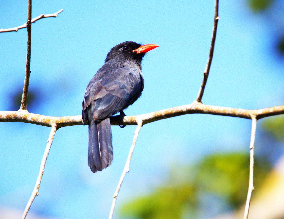 Black-fronted Nunbird - ML610937383