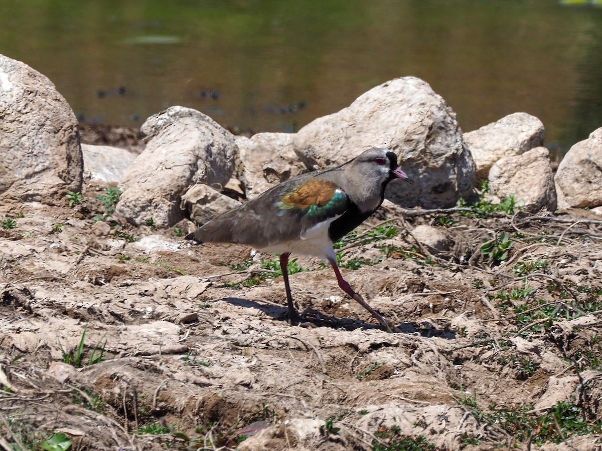 Southern Lapwing - ML610937390