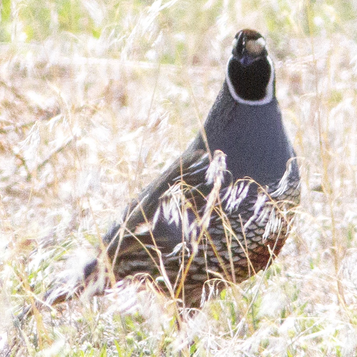 California Quail - ML610937400